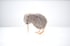 baby kiwi Image 2