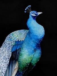 Watercolor Peacock Print