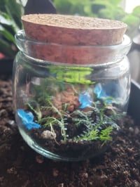 Image 2 of Live Scenery Terrarium