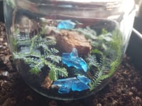 Image 4 of Live Scenery Terrarium