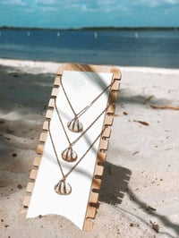 Image 3 of Golden Shell