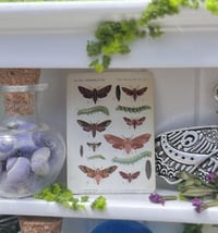 Image 4 of White Shelf (Medium)