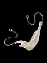 sheep jaw chain