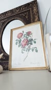 Rosier d'amour 