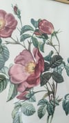 Rosier d'amour 