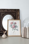 Rosier d'amour 