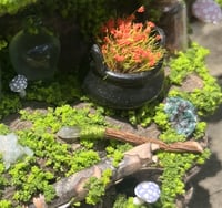 Image 5 of Medium Driftwood Piece 2
