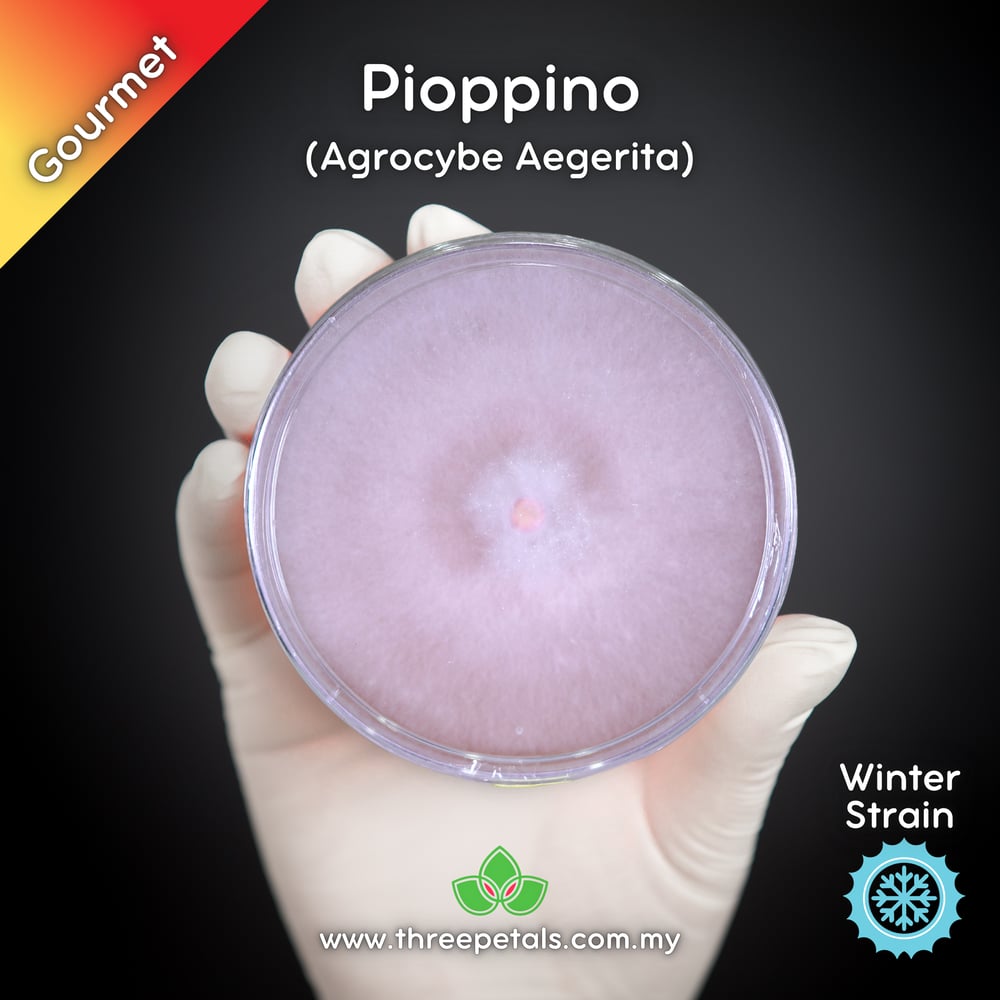 Pioppino (Agrocybe Aegerita) Live Mycelium Mushroom Culture Spawn Seed