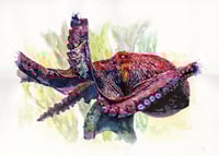 Image 1 of "Pink Wink" - PRINT A4