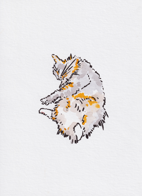 Image of Paw Stretch