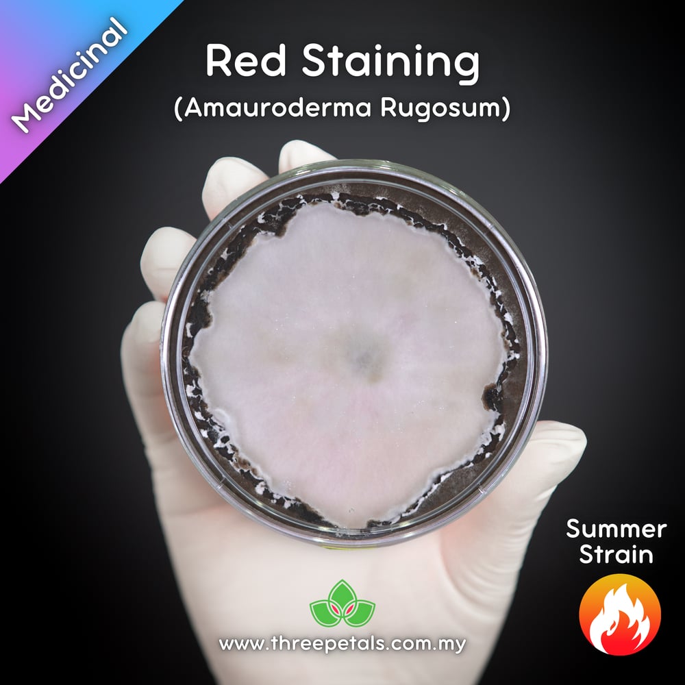 Black Red Staining Polypore (Amauroderma Rugosum) Live Mycelium Mushroom Culture Spawn Seed