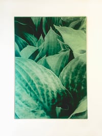 Unfurling Hostas 