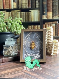 Image 1 of Faux Entomology Mounts - Halloween Hissing Cockroach