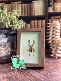 Image 1 of Faux Entomology Mounts - Yellow Garden Spider