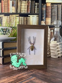Image 2 of Faux Entomology Mounts - Yellow Garden Spider