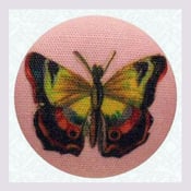 Image of Papillon épinglé