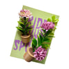 FHOS - Pot Plants