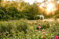 Image 4 of Floral Farm Minis-Deposit Only