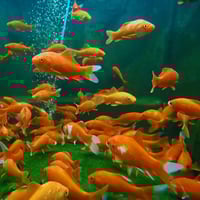 Pond Goldfish
