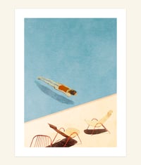 Morning Dive Print 