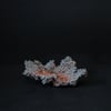 Bowl #118