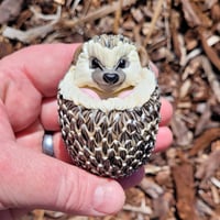 Image 3 of XL. 3D Perturbed Balled Up Hedgehog (flat-backed) - Flamework Glass Sculpture Bead
