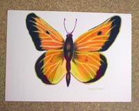 Image 1 of Orange Sulfur Art Print