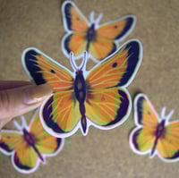 Image 2 of Orange Sulfur Butterfly Die Cut Sticker