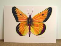 Image 2 of Orange Sulfur Art Print