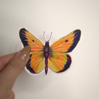 Image 3 of Orange Sulfur Butterfly Die Cut Sticker