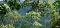 Image 1 of Paradis vert