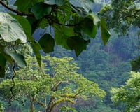 Image 2 of Paradis vert