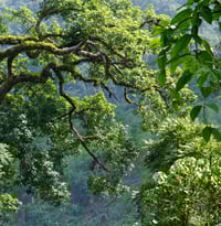 Image 3 of Paradis vert