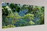 Image 4 of Paradis vert