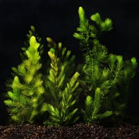Hornwort 
