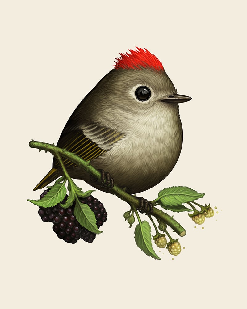 Image of Ruby-crowned Kinglet 