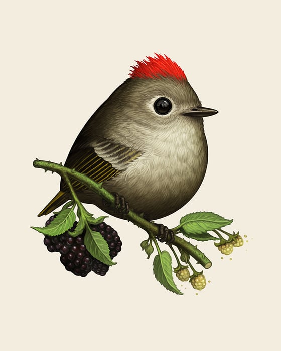 Image of Ruby-crowned Kinglet 