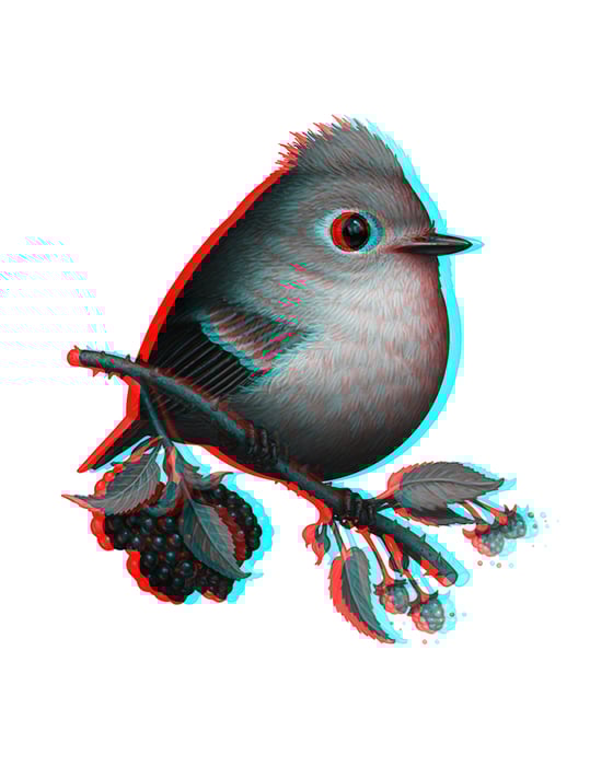 Image of Ruby-crowned Kinglet (3D)