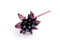 Image of Star flower