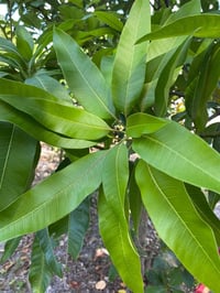 Image 2 of Mango Tea  - India 
