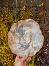 Cloud Cover Dish 1