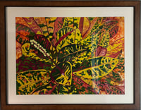 Image 1 of Petra Croton