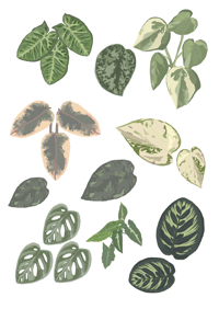 Image 2 of A5 Print house plants