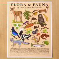 Flora & Fauna of the Coastal Redwoods Print