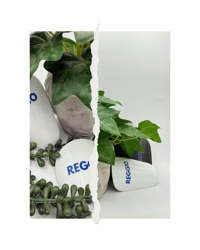 Image 3 of Reggio Plastic Signature Shin Pads