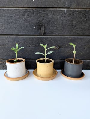 Image of Planters with Attached drainage Plates