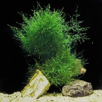 Image 2 of Java Moss