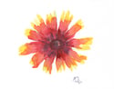 Immortal Blooms ~ Saturday, May 3rd, 1 -4pm