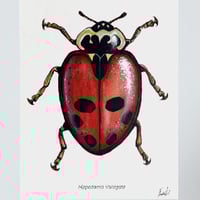 Image 2 of Adonis Ladybug, Eco Bamboo Fine Art Print