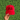 Red UVA Snapback 